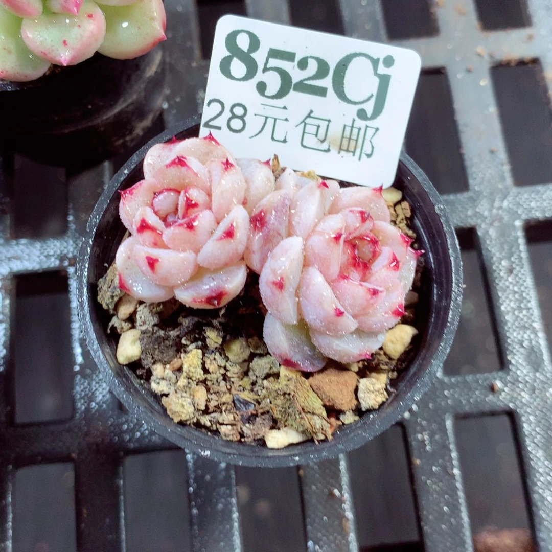 5厘米盆精控多肉852