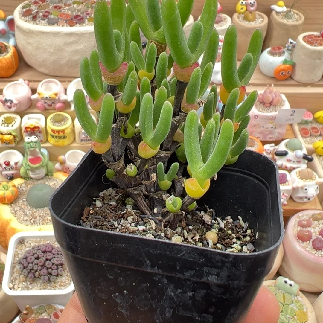 囍***财多肉植物42号枝干兔子