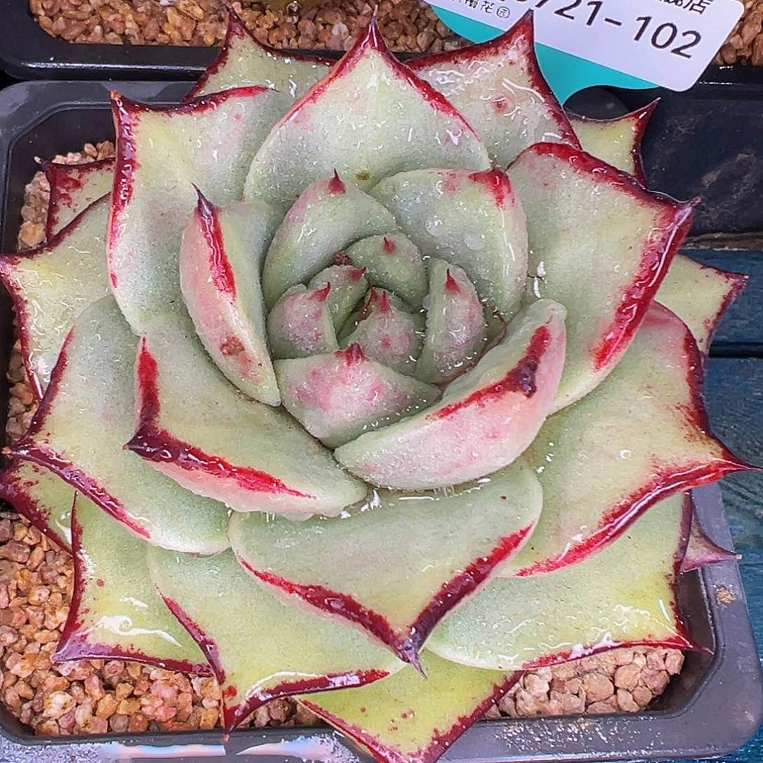 多肉一物一拍0721-102