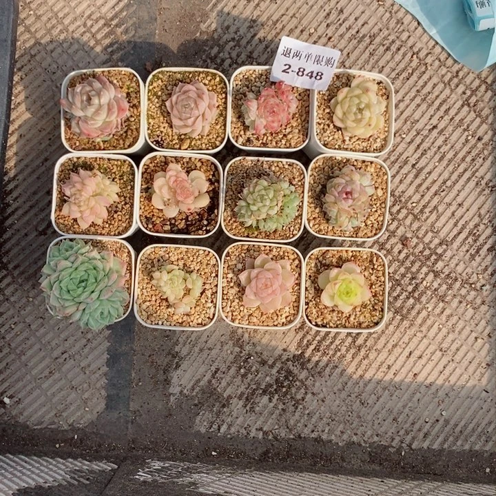 W***Y2-848的的的的多肉