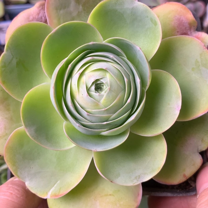 一物一拍星辰洛苏283