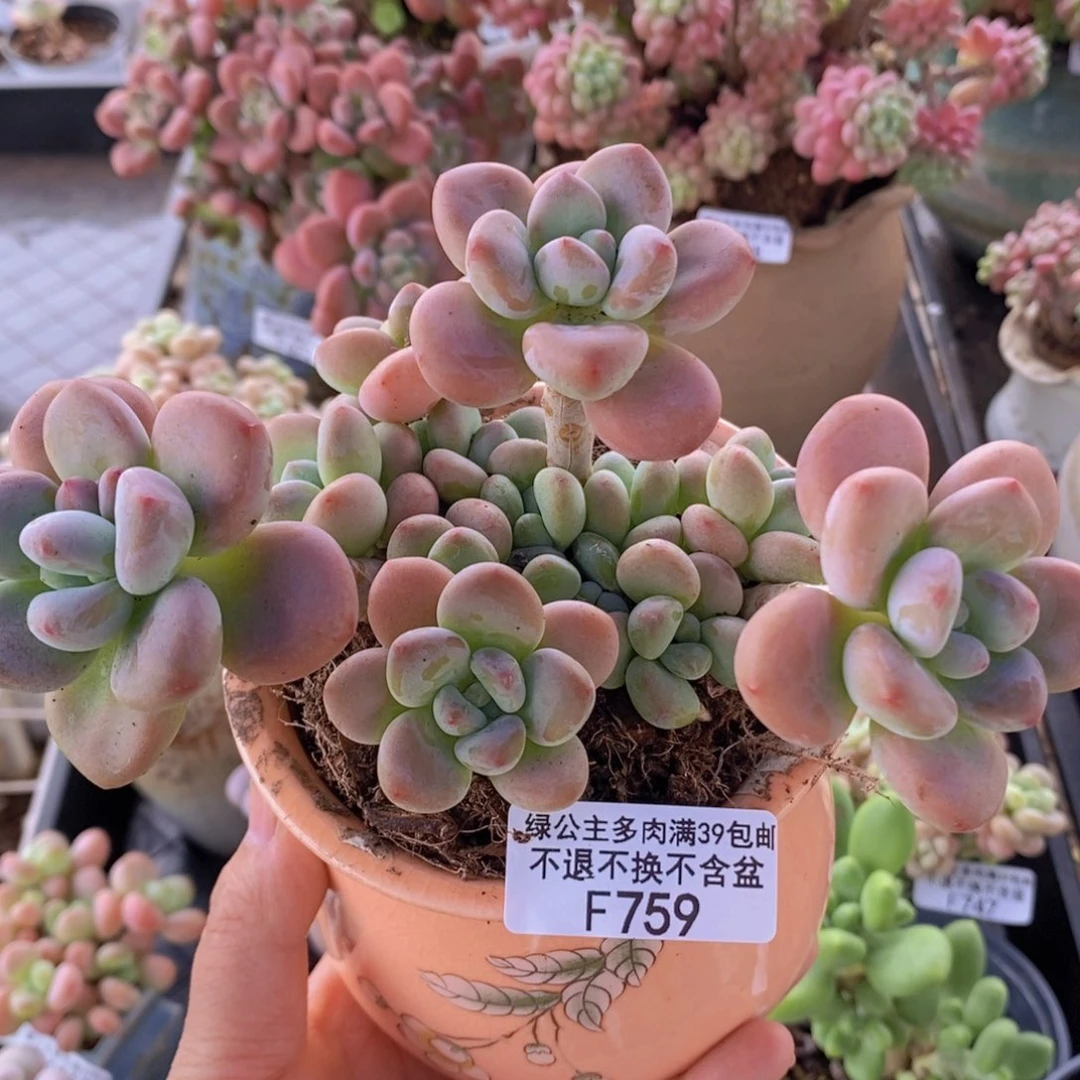 洛神12cm759多肉植物