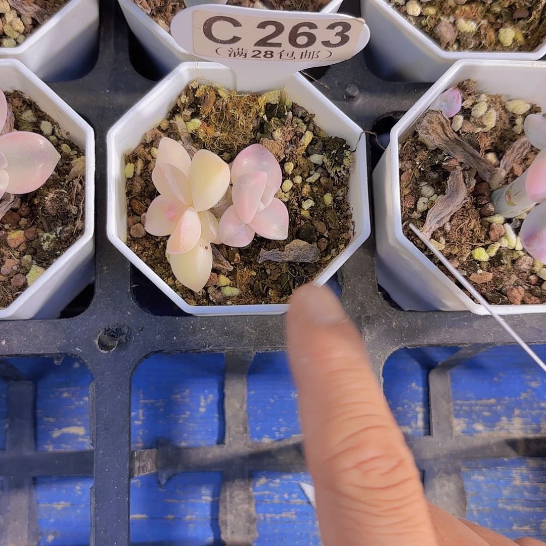 C263紫乐锦一物一拍