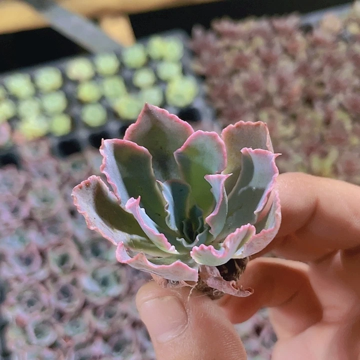 晚霞之物精品多肉