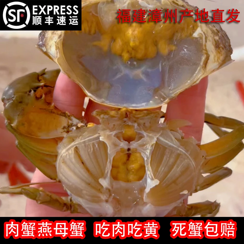 【活蟹】福建漳州本港青蟹公母混搭软黄膏肉蟹燕母处子蟹腌仔小娘蟹