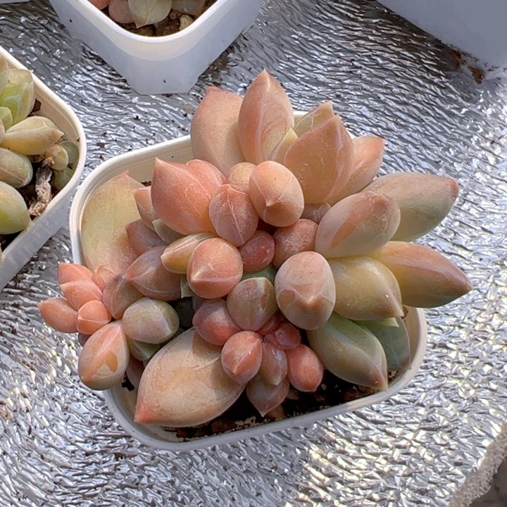 精控陨石群【一物一拍】两单包邮