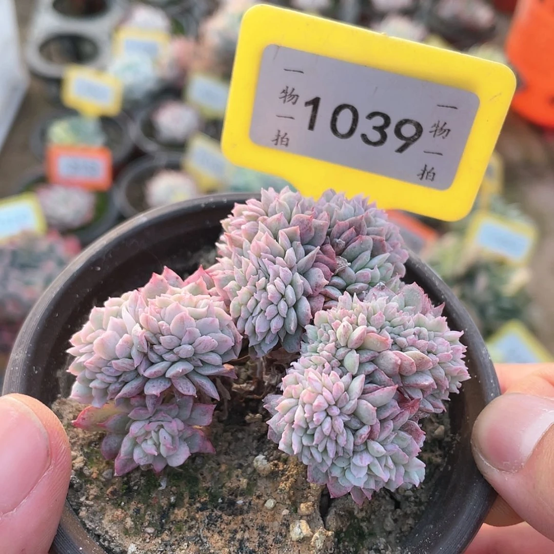 【闪购商品】1039号