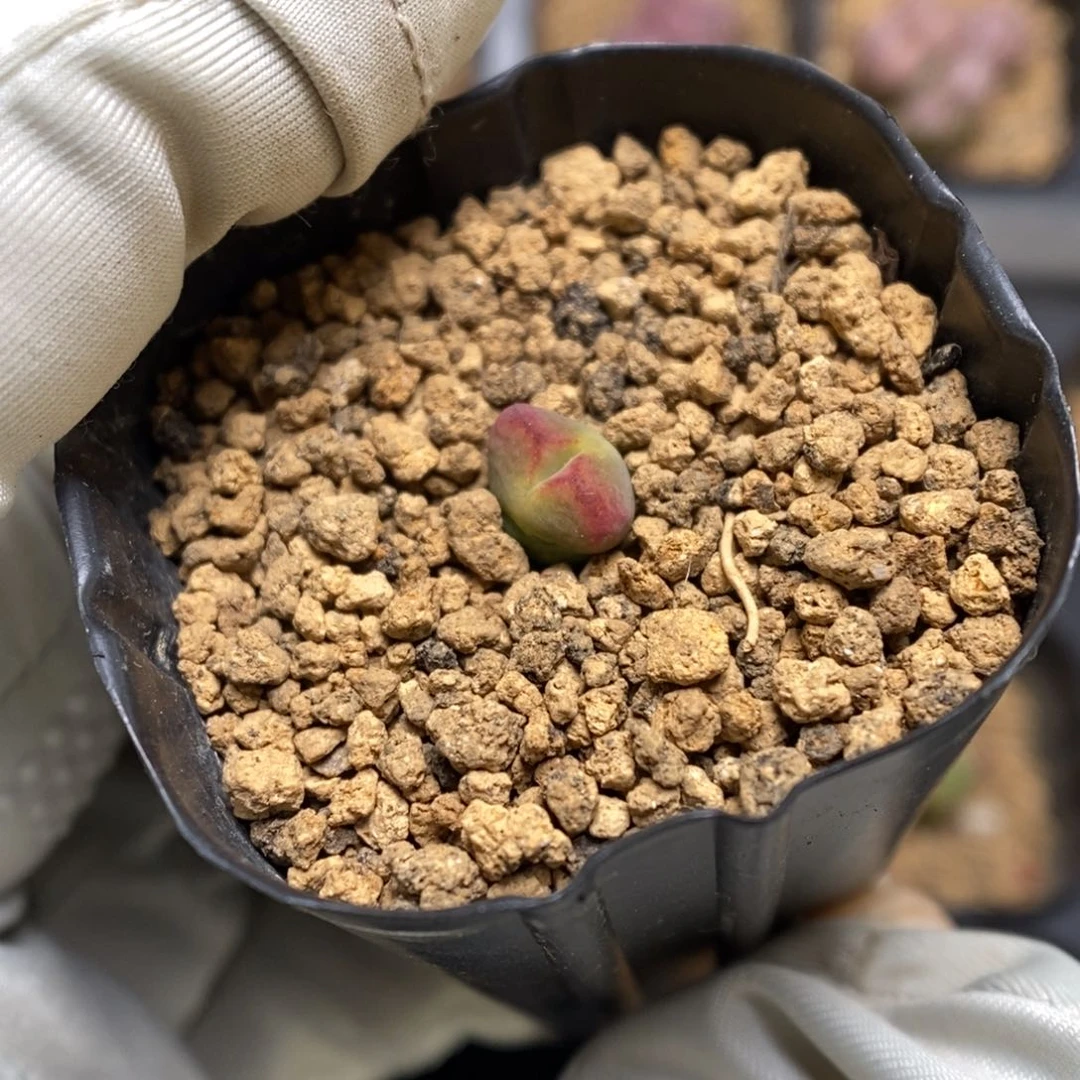 多肉植物肉锥杂交K-3731