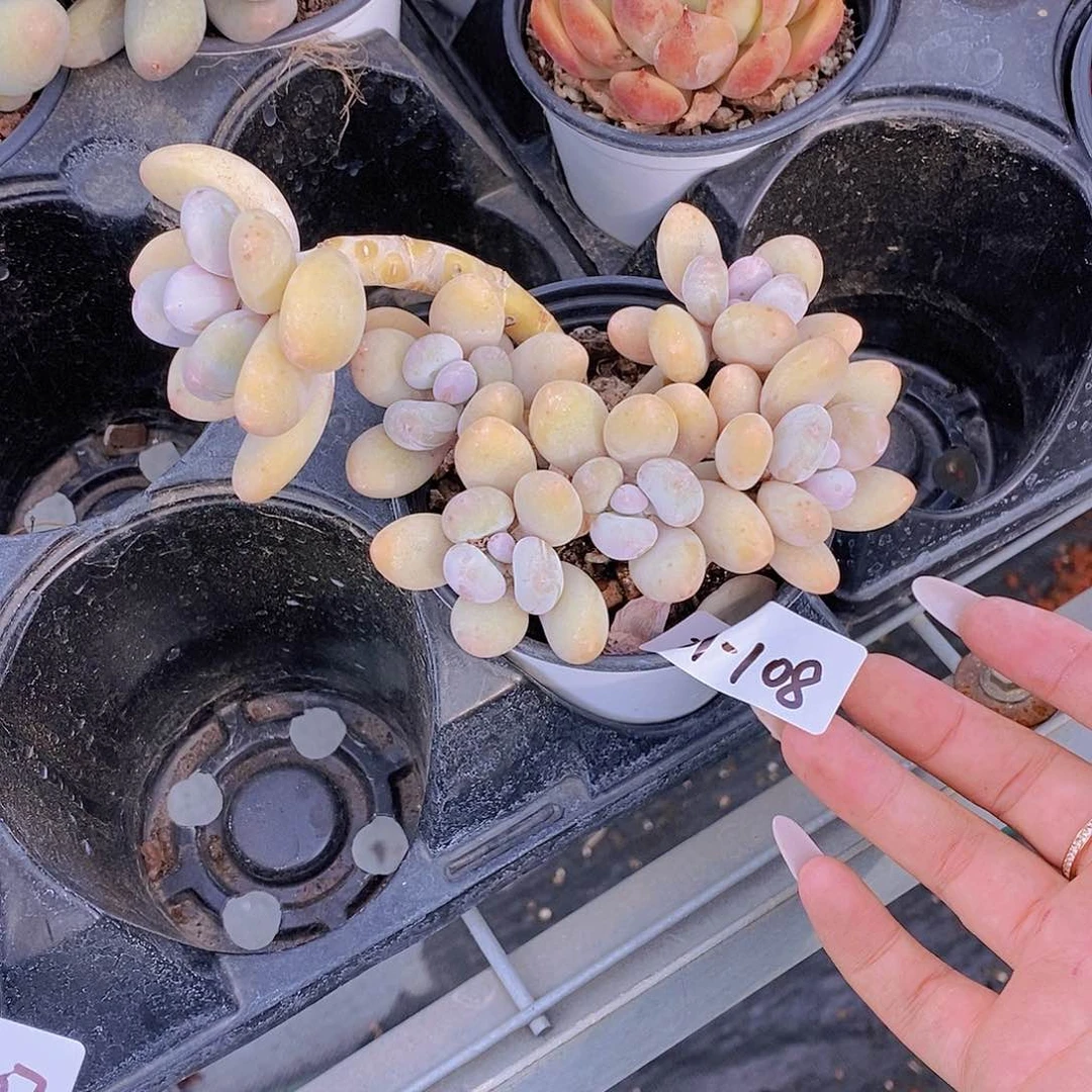 21-108- 造型橙雪球福利一颗 一物一拍