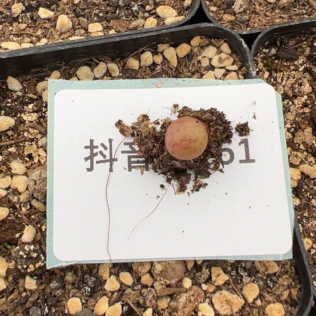 20-51量拍红线元宝小苗一颗