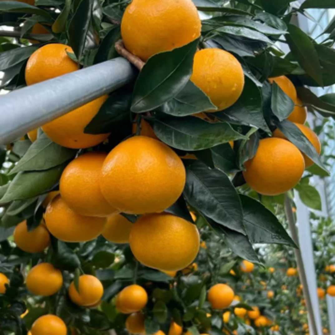 【象山原产地黄美人柑橘】黄美人柑橘精品礼盒净重4.8左右现摘现发