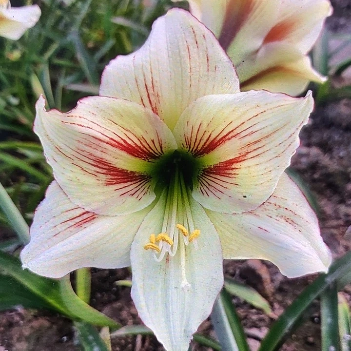 童话朱顶红5厘米，