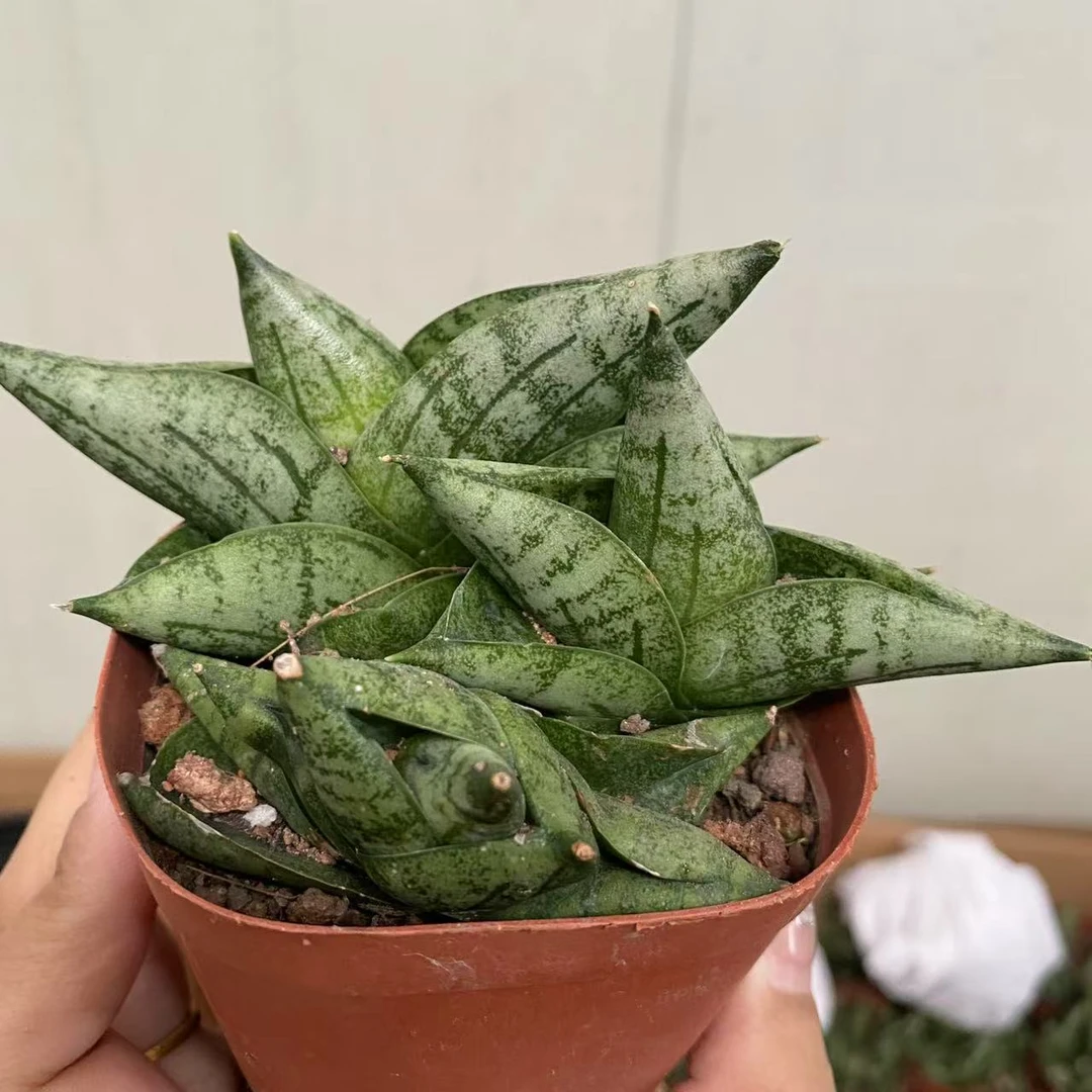 姬佛手  仙人球植物漳州基地直发货 新手好养 室内外