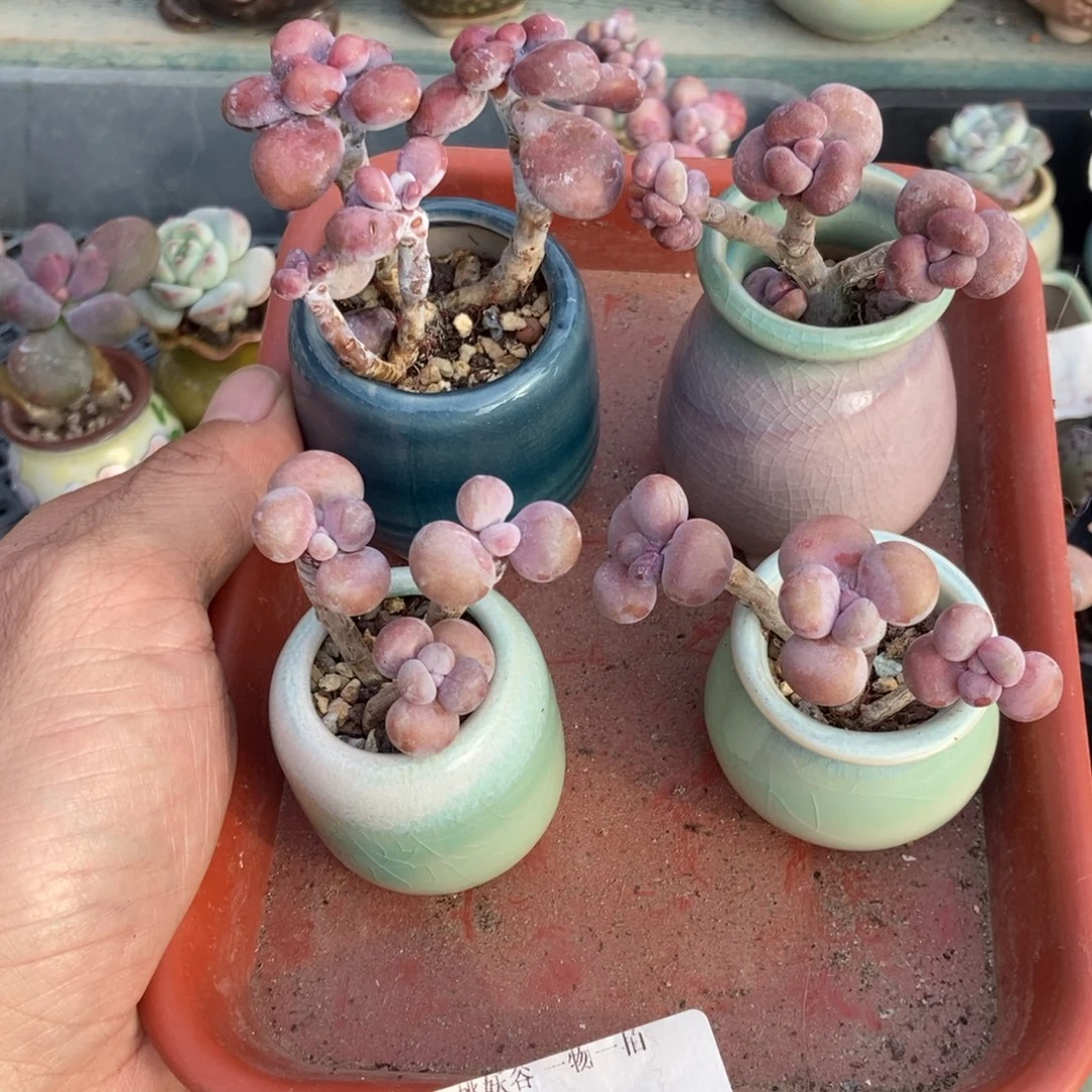 陌***花144腰子桃蛋4颗带盆