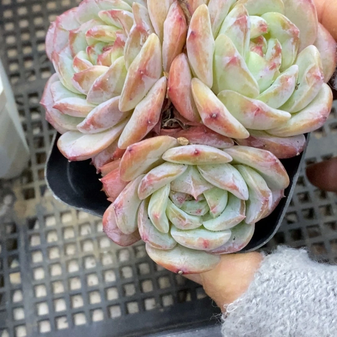 精品多肉一物一拍不包整174