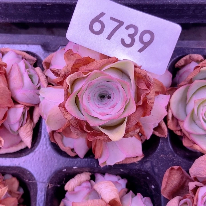 6739山地玫瑰花钱