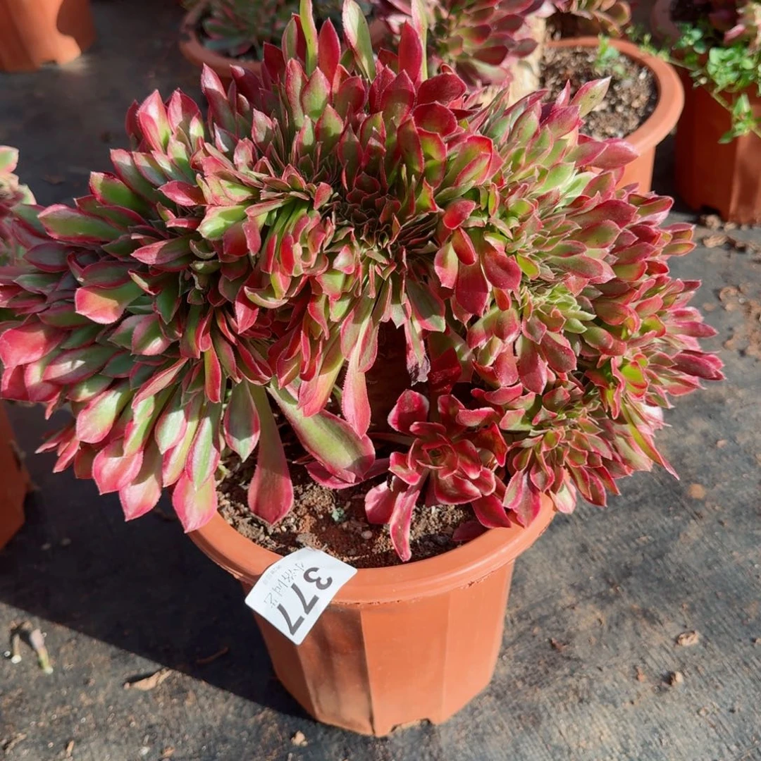 377粉女神缀化多肉植物满28包邮