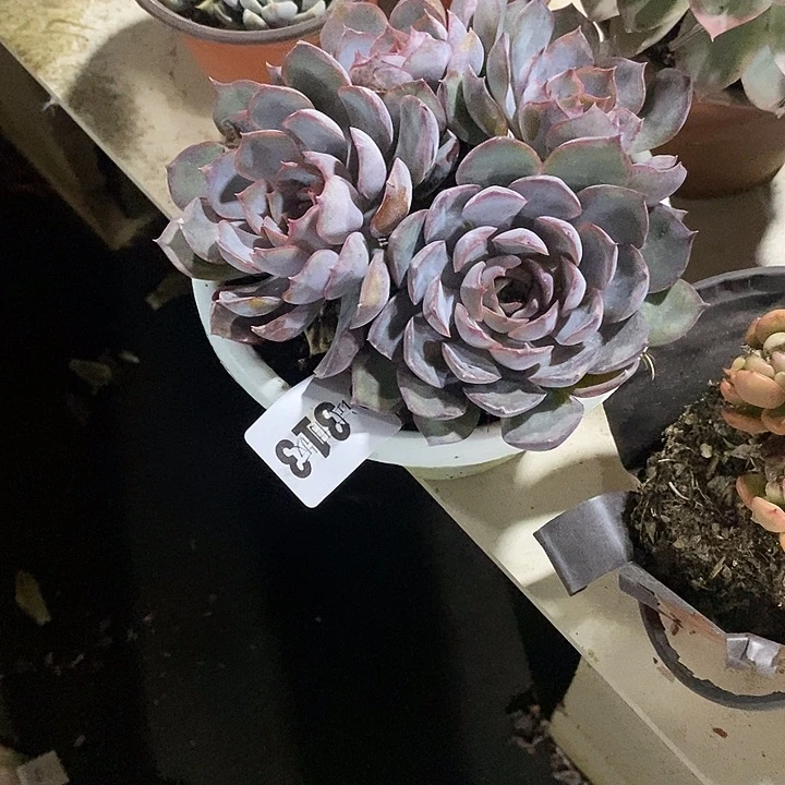 西***了313暗冰多肉植物多肉