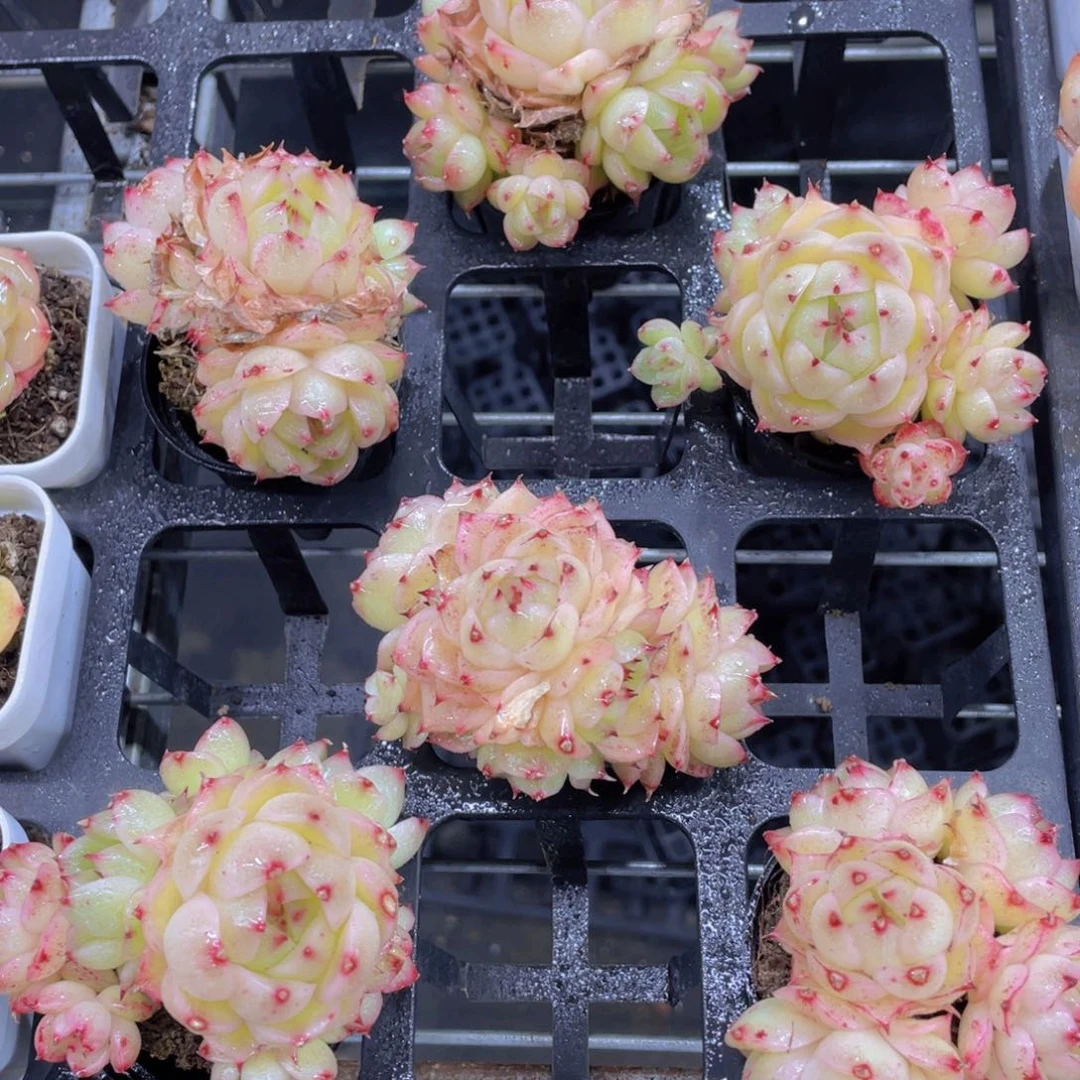 677号 全状态凤凰火麦秆多头群一个