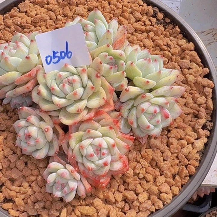 0506白蜡糖多肉植物