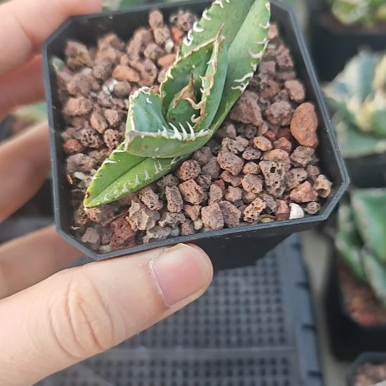 小油猪仁王冠龙舌兰