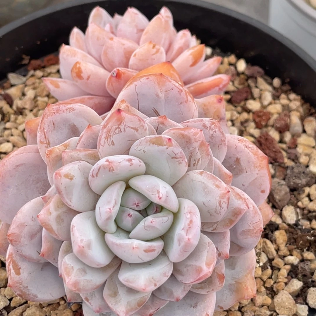 橙梦露双头满35包邮