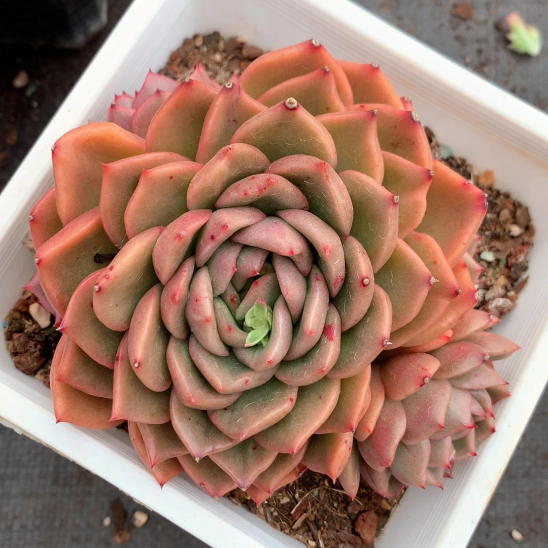 5419杂交多肉植物