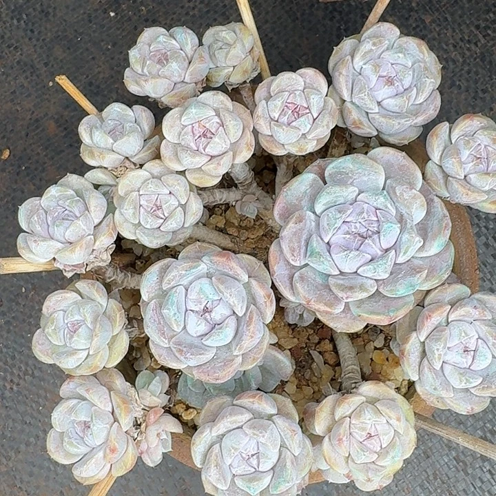 毛***官老桩多肉一颗福利