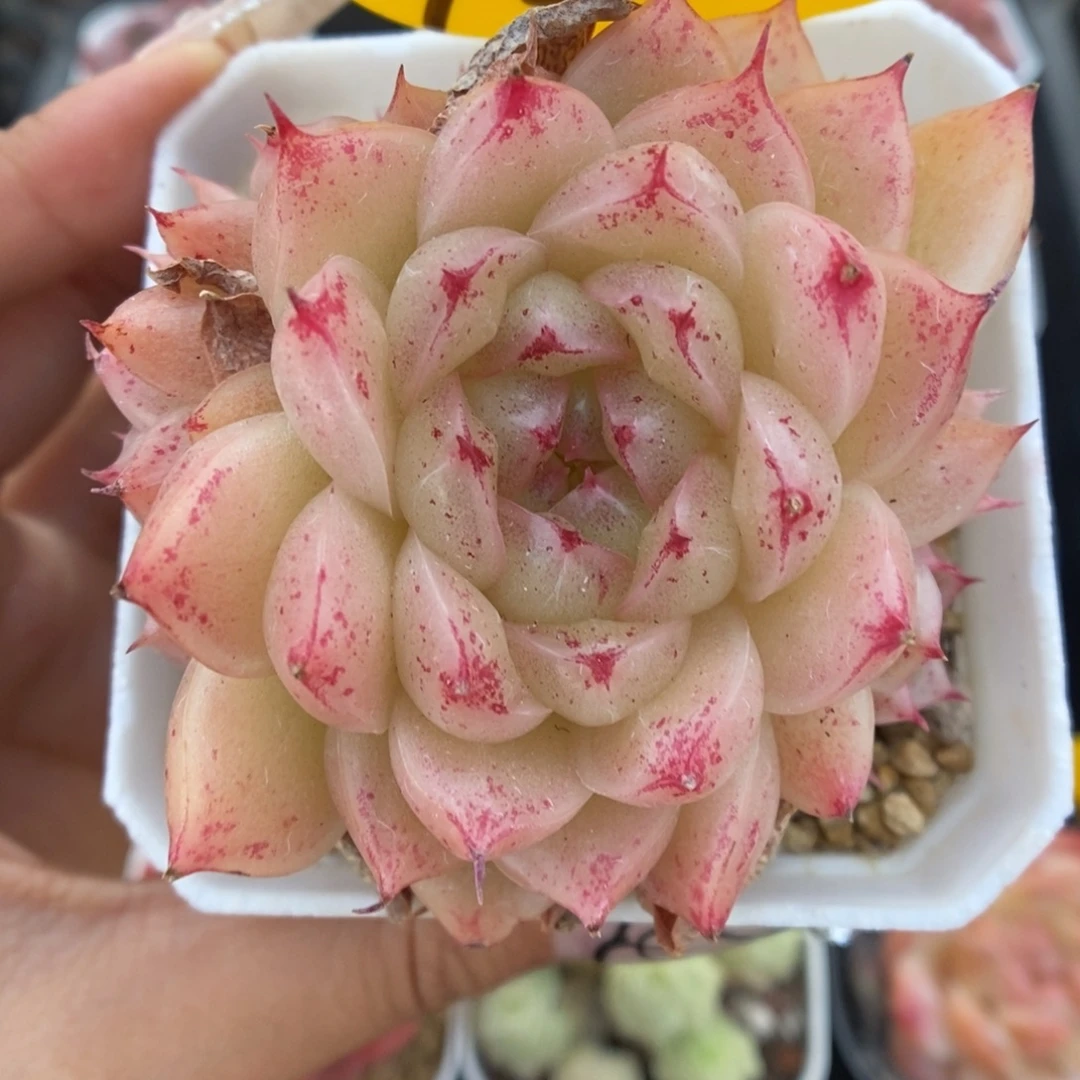 血斑麦秆群生921号。