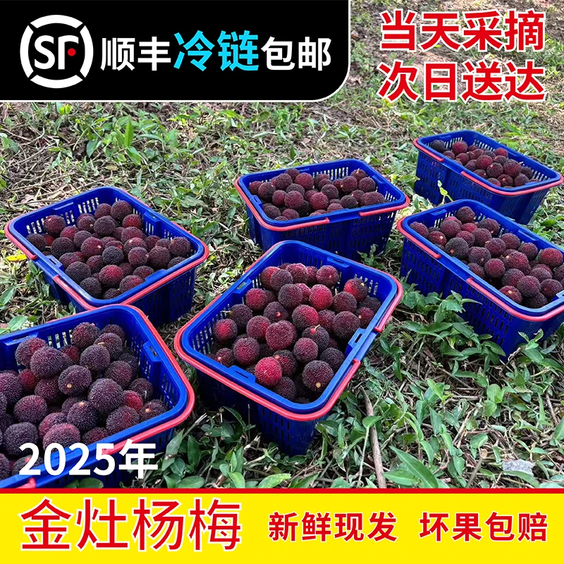 【潮汕金灶杨梅】产地直发乌梅大红梅顺丰空运包邮2斤4斤装新鲜杨梅