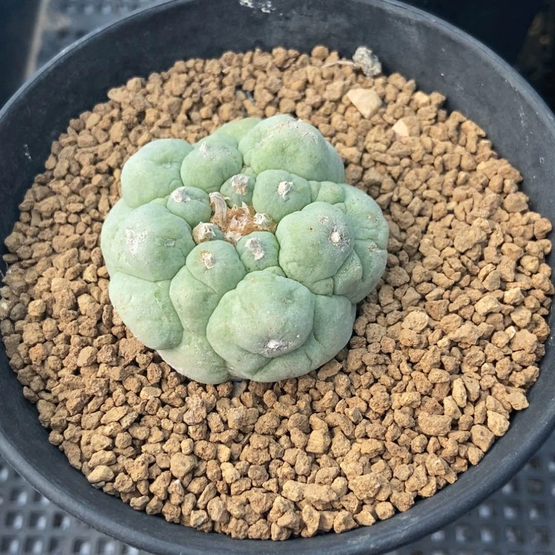 快**欣无刺仙人球开花了