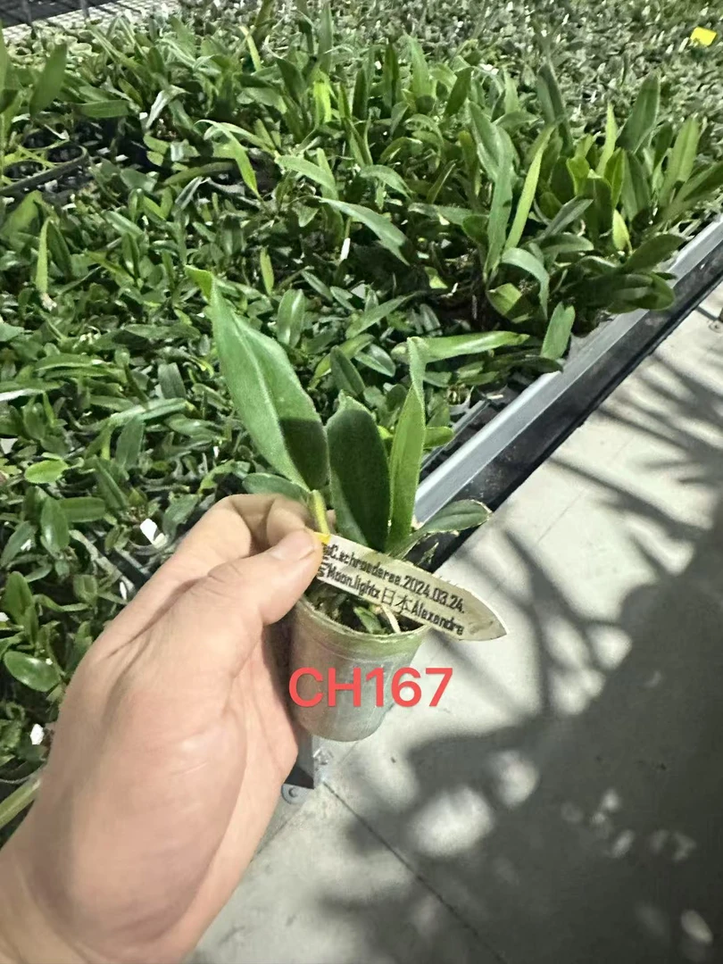 ch167 舒罗 1.7寸 鲜花绿植 有瑕疵