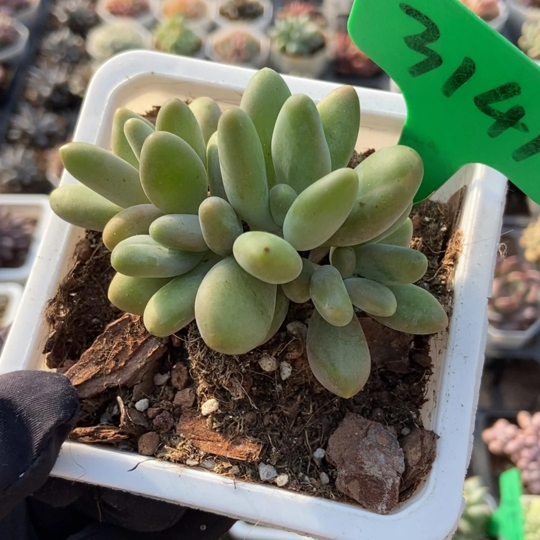 3141芒果美人多肉植物