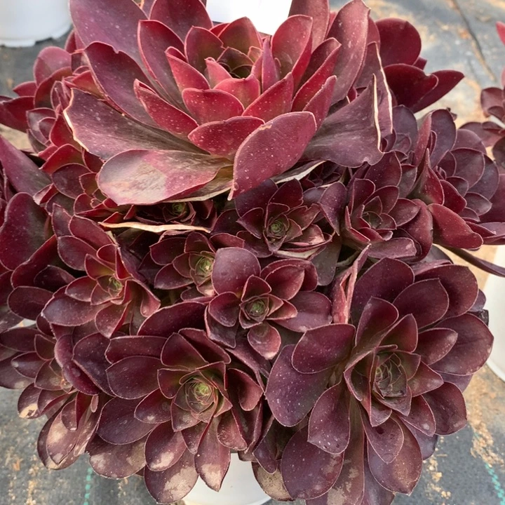 豆217多肉植物一物一拍