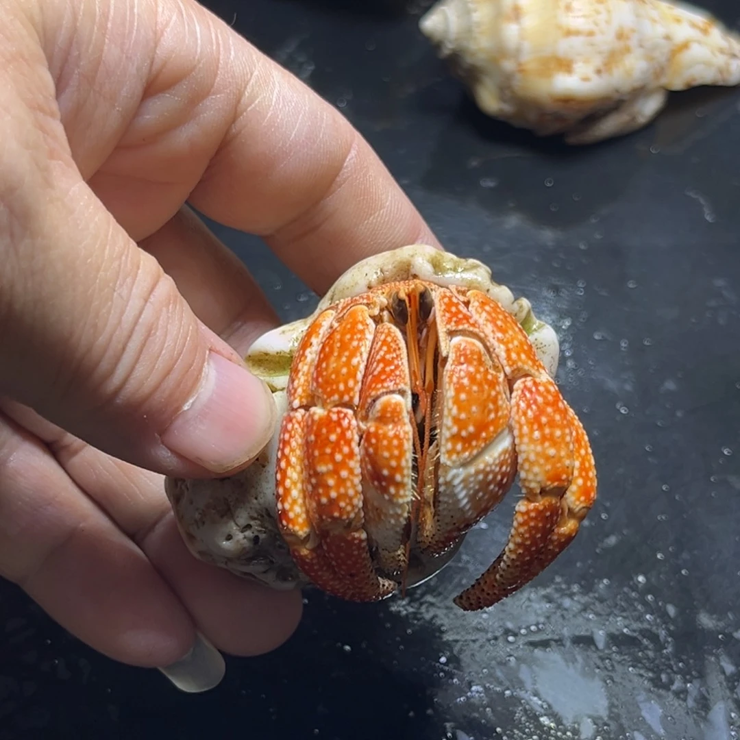 闪22号毛球3.2口径缺尖特价