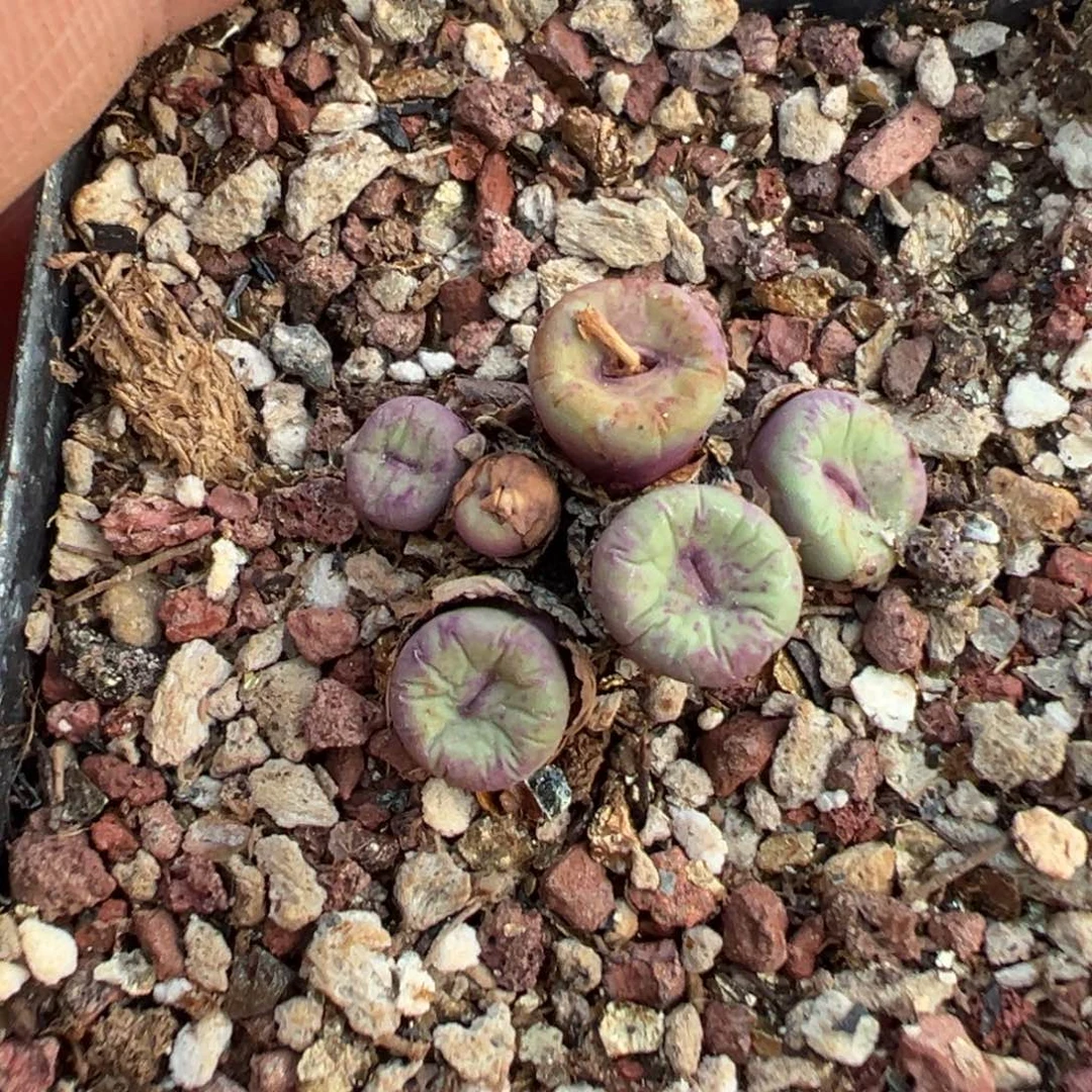 25-169肉锥多肉植物，