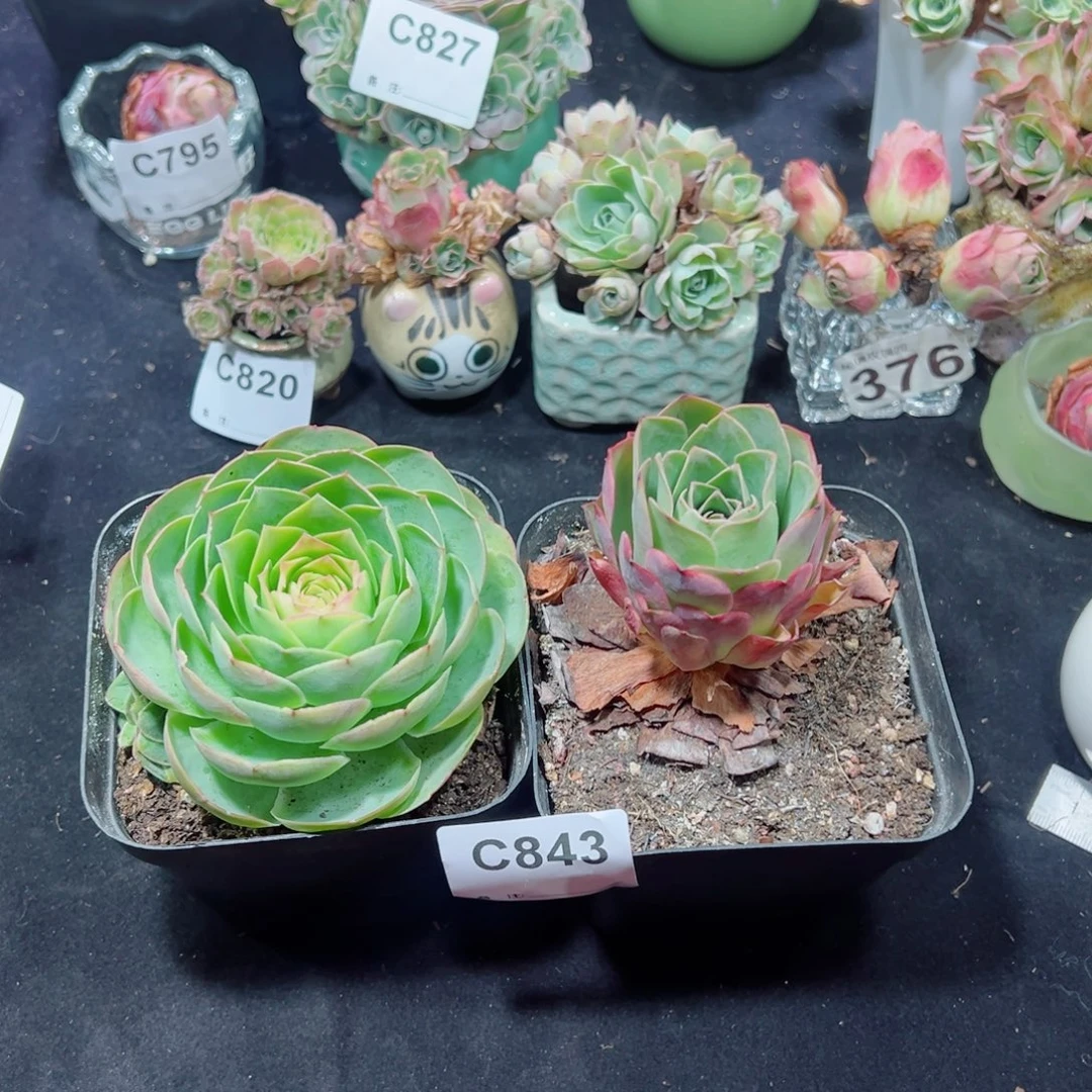 万***姐843妮娜单棵➕彩晶群。 两颗