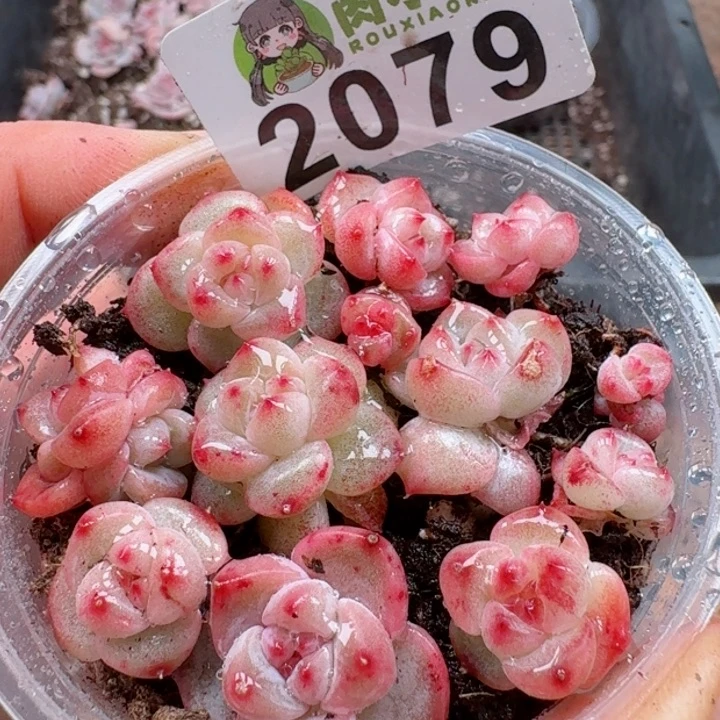 多肉植物多肉植物