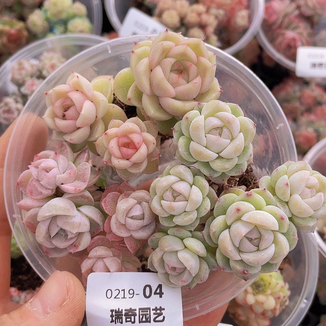 000000000000004量拍