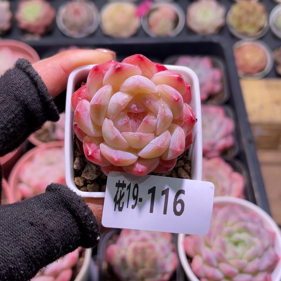 花19-116白桃汽水