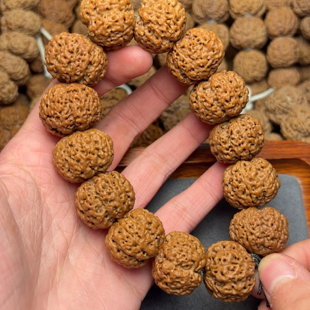 菩提27号尼泊尔大金刚23五星蜂王菠萝蜜