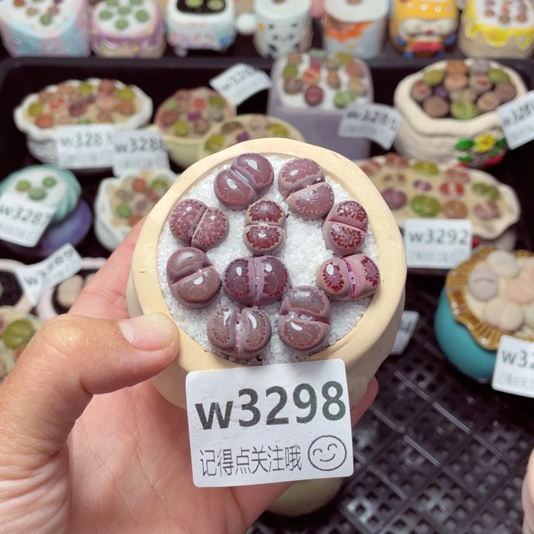 3298--带盆土发货，零下地区拍保温箱