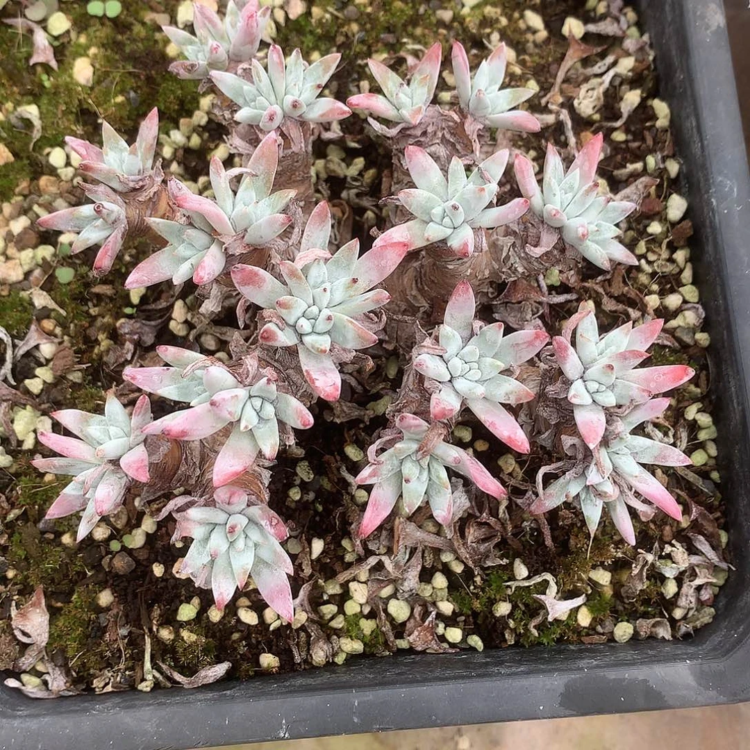 8233海瑟白菊仙女杯多肉