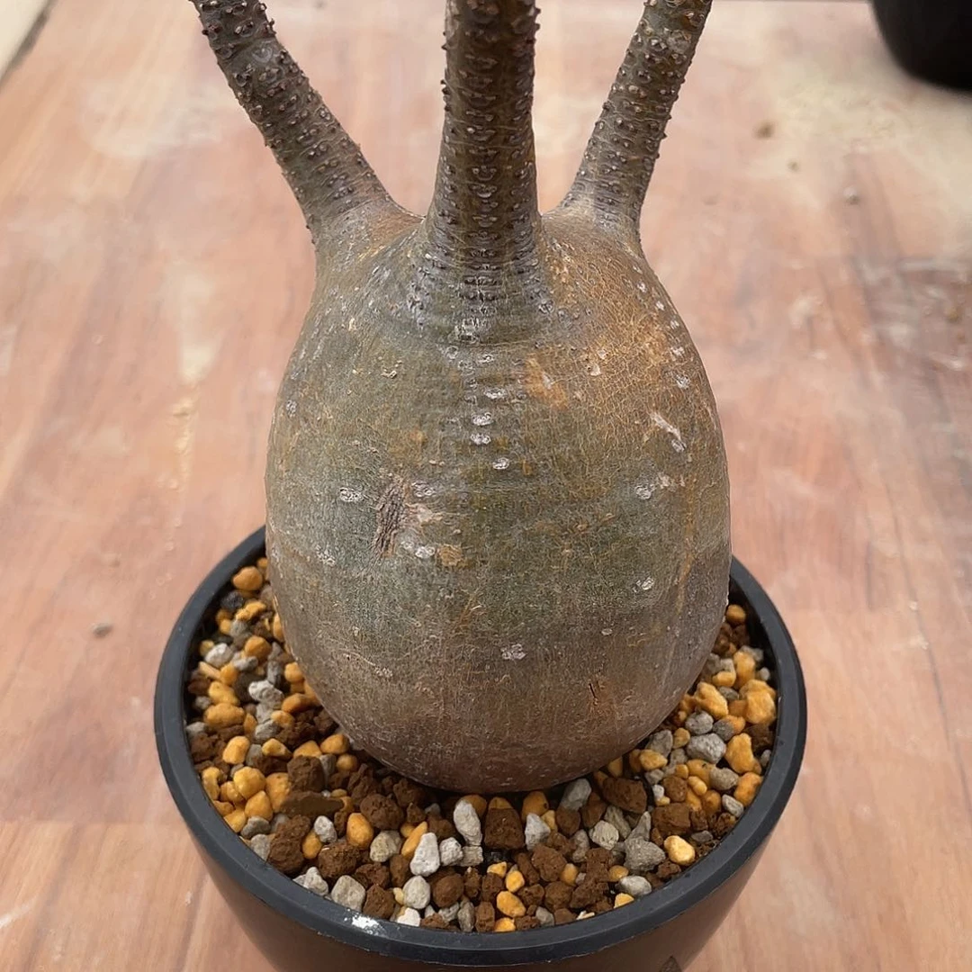 象牙宫可寄养包活