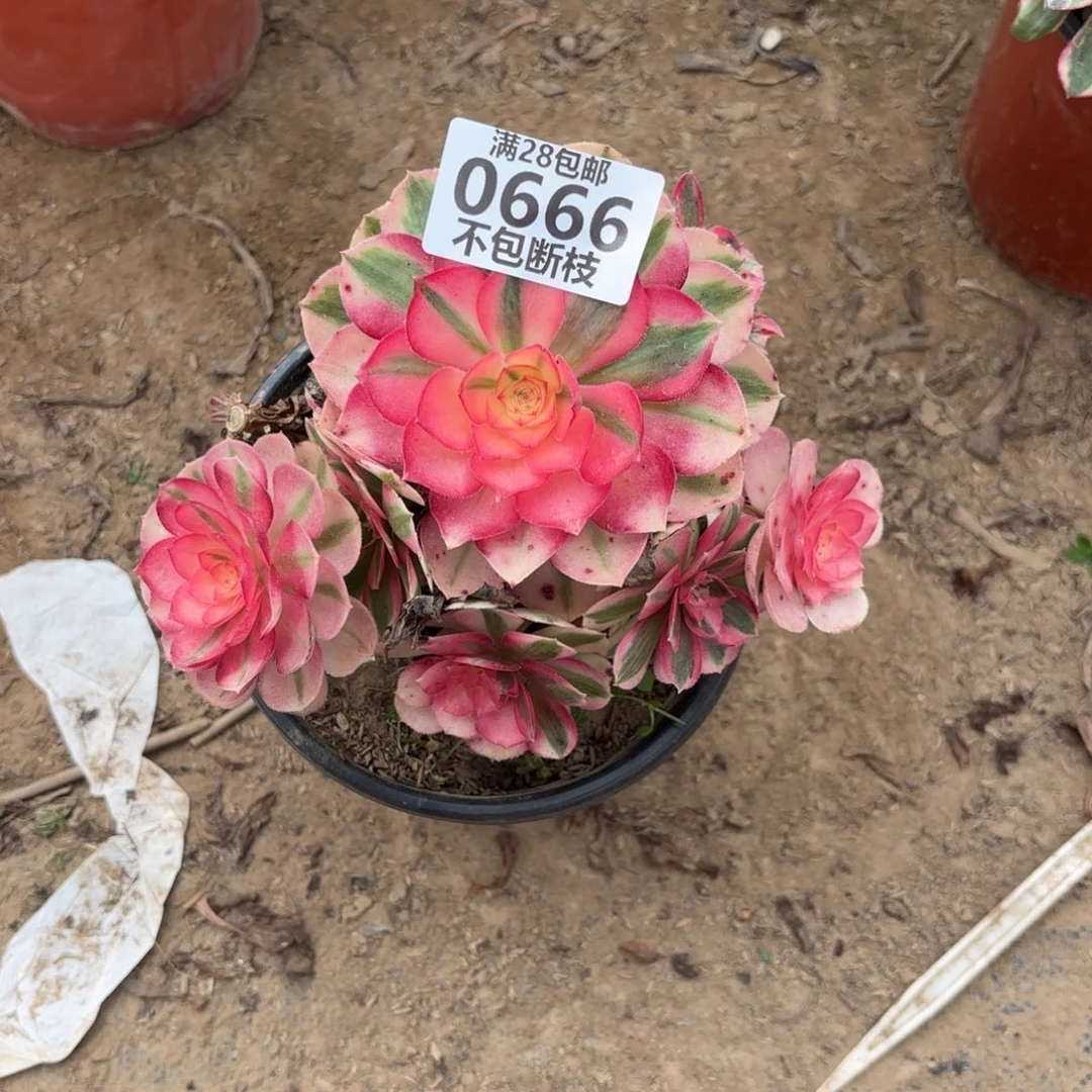 M. 666倾城有砍处理不售后12