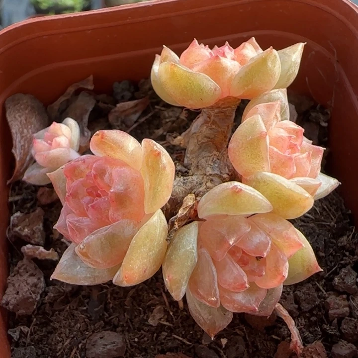 14绝绝子的多肉1颗