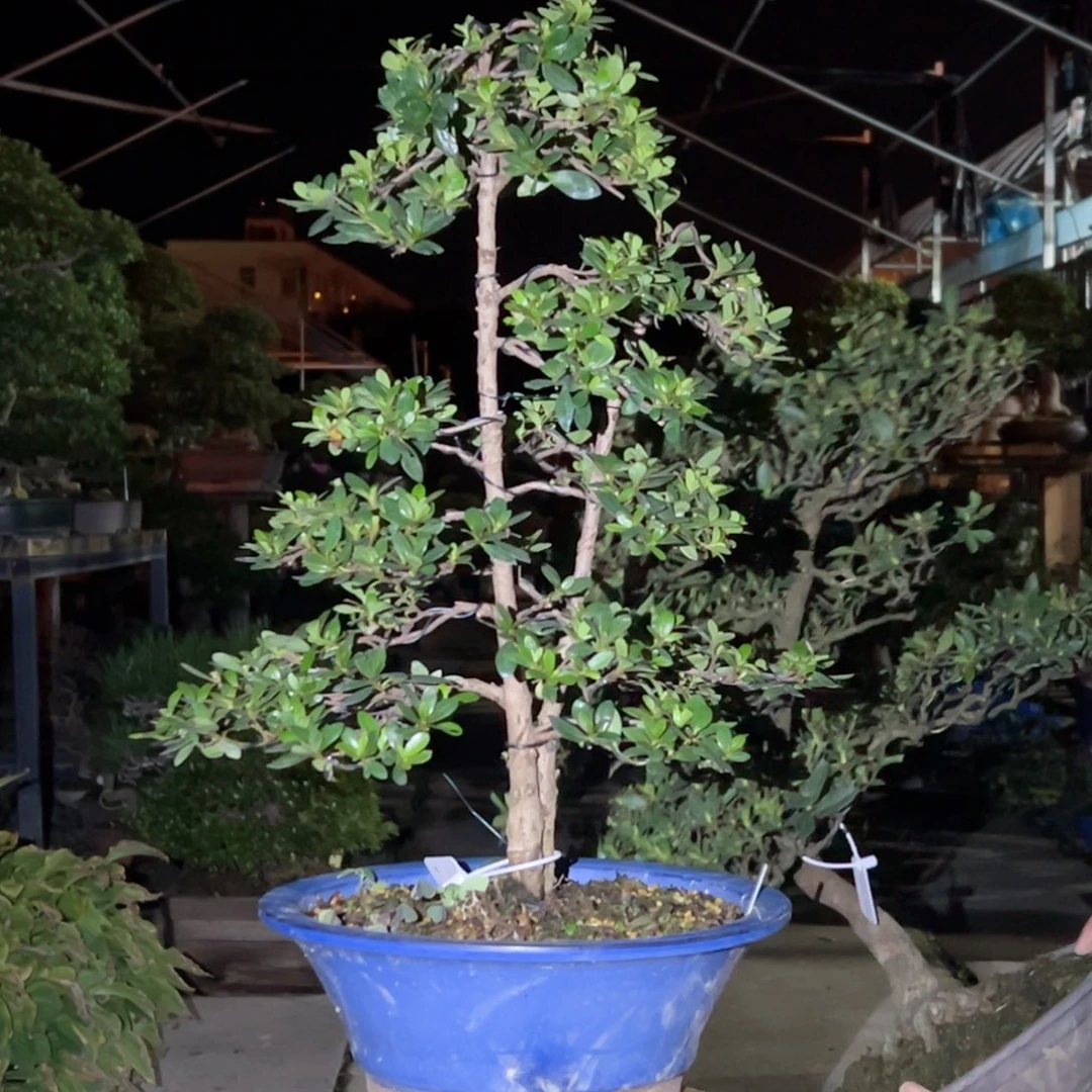 用***0无花朵皋月杜鹃八咫之镜