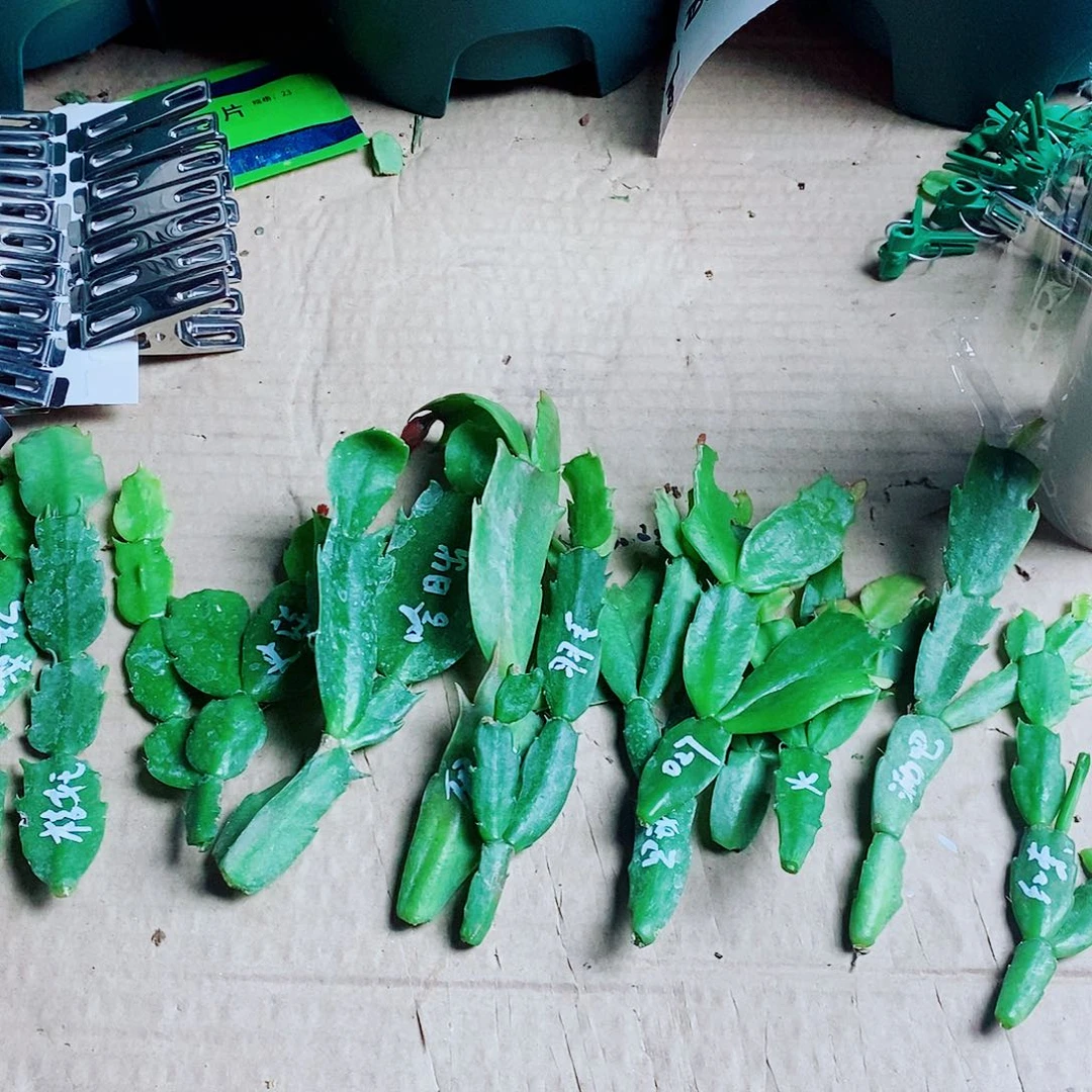 王***食无花朵叶片福利一物一拍