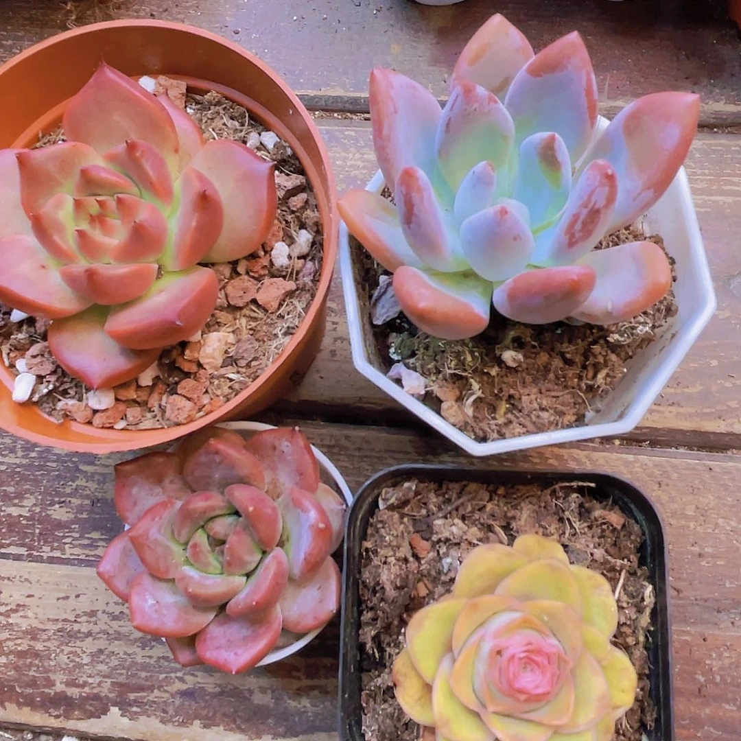 红颜 奥普 夜魔侠 粉玫瑰