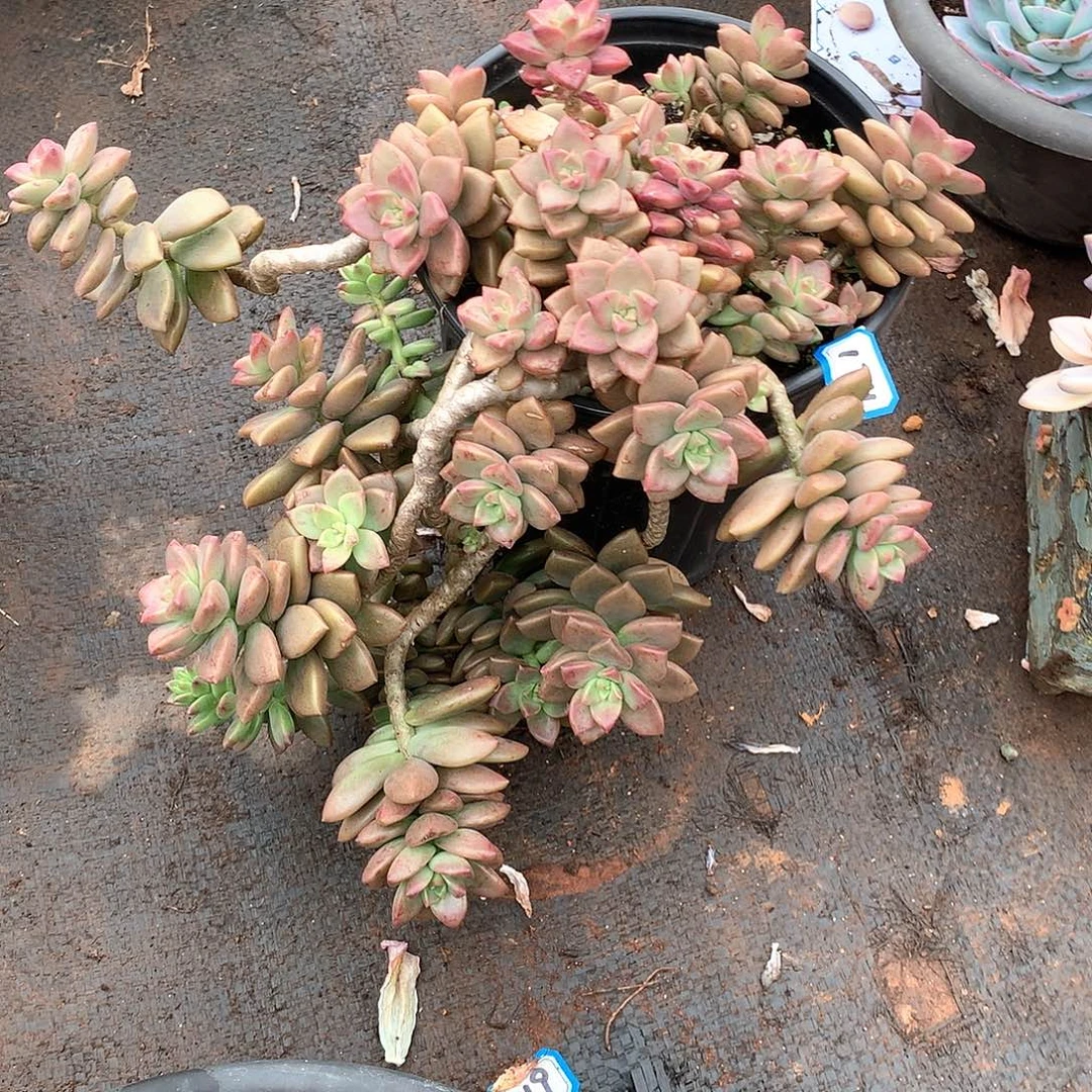 174姬胧月 一物一拍多肉